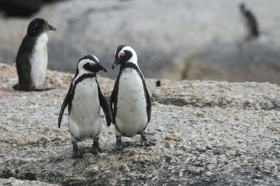 Two African penguins at Boulders Beach
